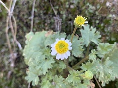 Perityle emoryi