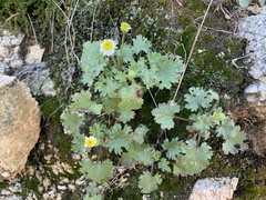 Perityle emoryi