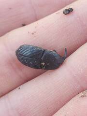 Scyphophorus yuccae