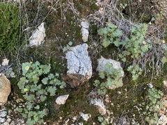 Perityle emoryi