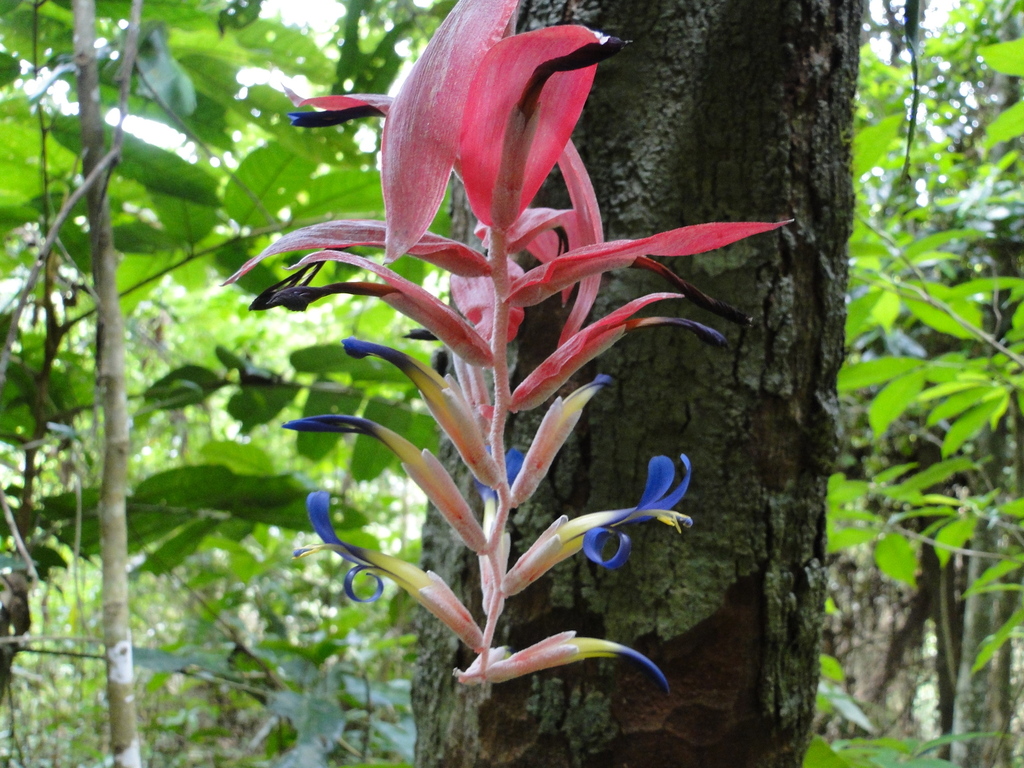 Billbergia morelii