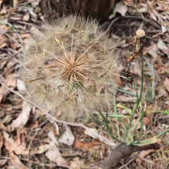 Tragopogon porrifolius