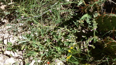 Mirabilis oxybaphoides