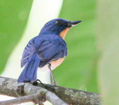 Cyornis tickelliae