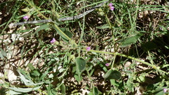 Mirabilis oxybaphoides