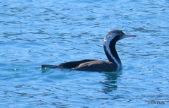 Phalacrocorax punctatus punctatus