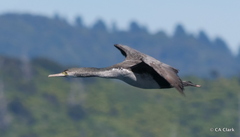 Phalacrocorax punctatus punctatus