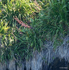Phormium tenax