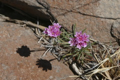 Armeria curvifolia
