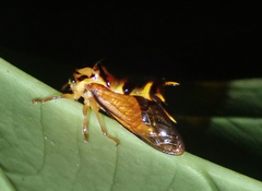 Heteronotus