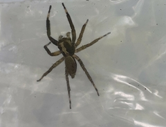 Asaphobelis physonychus
