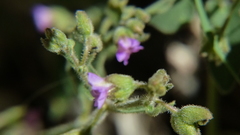 Mirabilis oxybaphoides