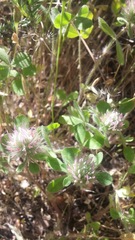 Trifolium hirtum