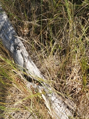 Lissolepis coventryi