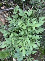 Centaurea melitensis