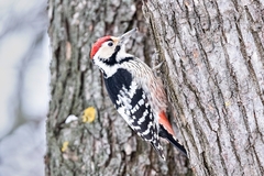 Dendrocopos leucotos