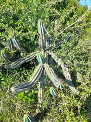 Cereus hildmannianus