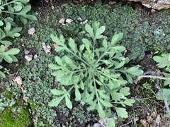 Centaurea melitensis