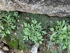 Centaurea melitensis
