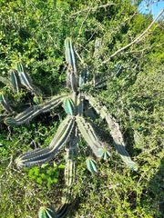 Cereus hildmannianus