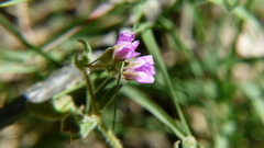 Mirabilis oxybaphoides