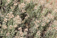 Ericameria laricifolia