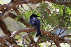 Dicrurus caerulescens