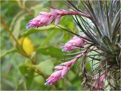 Tillandsia stricta