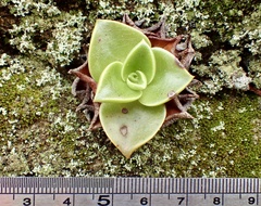 Dudleya stolonifera