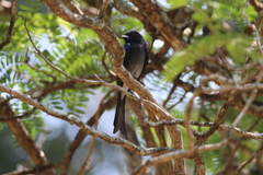 Dicrurus caerulescens