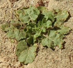 Hyoscyamus albus