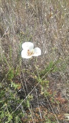 Calochortus venustus