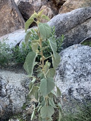 Horsfordia newberryi