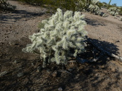 Cylindropuntia fulgida