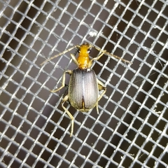 Brachinus