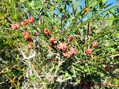 Ephedra tweedieana