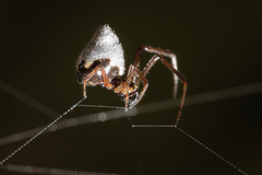 Argyrodes antipodianus