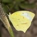 Mexican Yellow - Photo (c) Bill Bouton, some rights reserved (CC BY-NC)