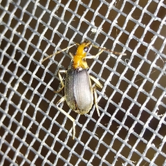 Brachinus