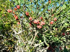 Ephedra tweedieana
