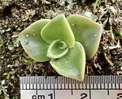 Dudleya stolonifera