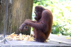 Pongo pygmaeus morio