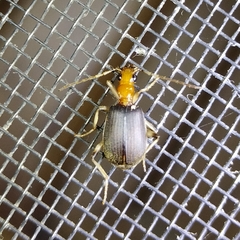 Brachinus