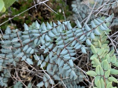 Pellaea truncata