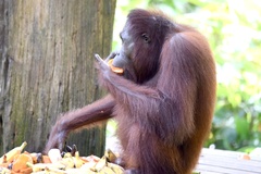 Pongo pygmaeus morio