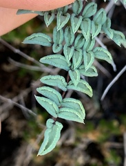 Pellaea truncata