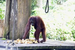 Pongo pygmaeus morio