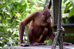 Pongo pygmaeus morio