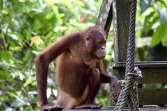 Pongo pygmaeus morio