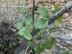Justicia californica